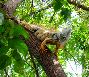 Puerto Vallarta Wildlife